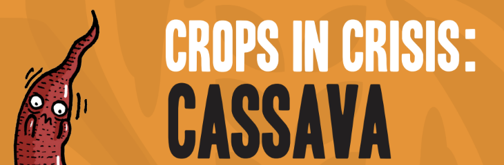 Crops in Crisis: Cassava